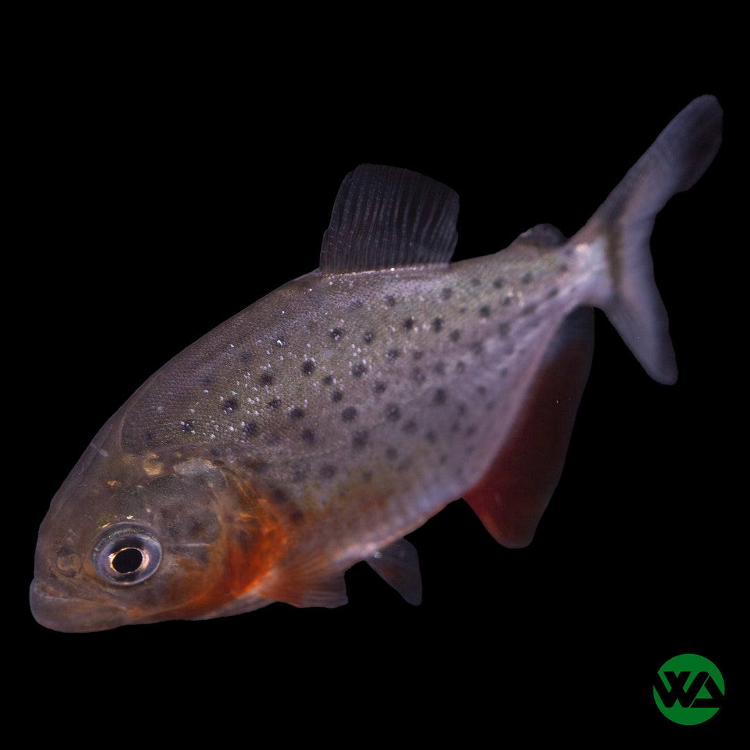 Red Belly Piranha - Pygocentrus nattereri