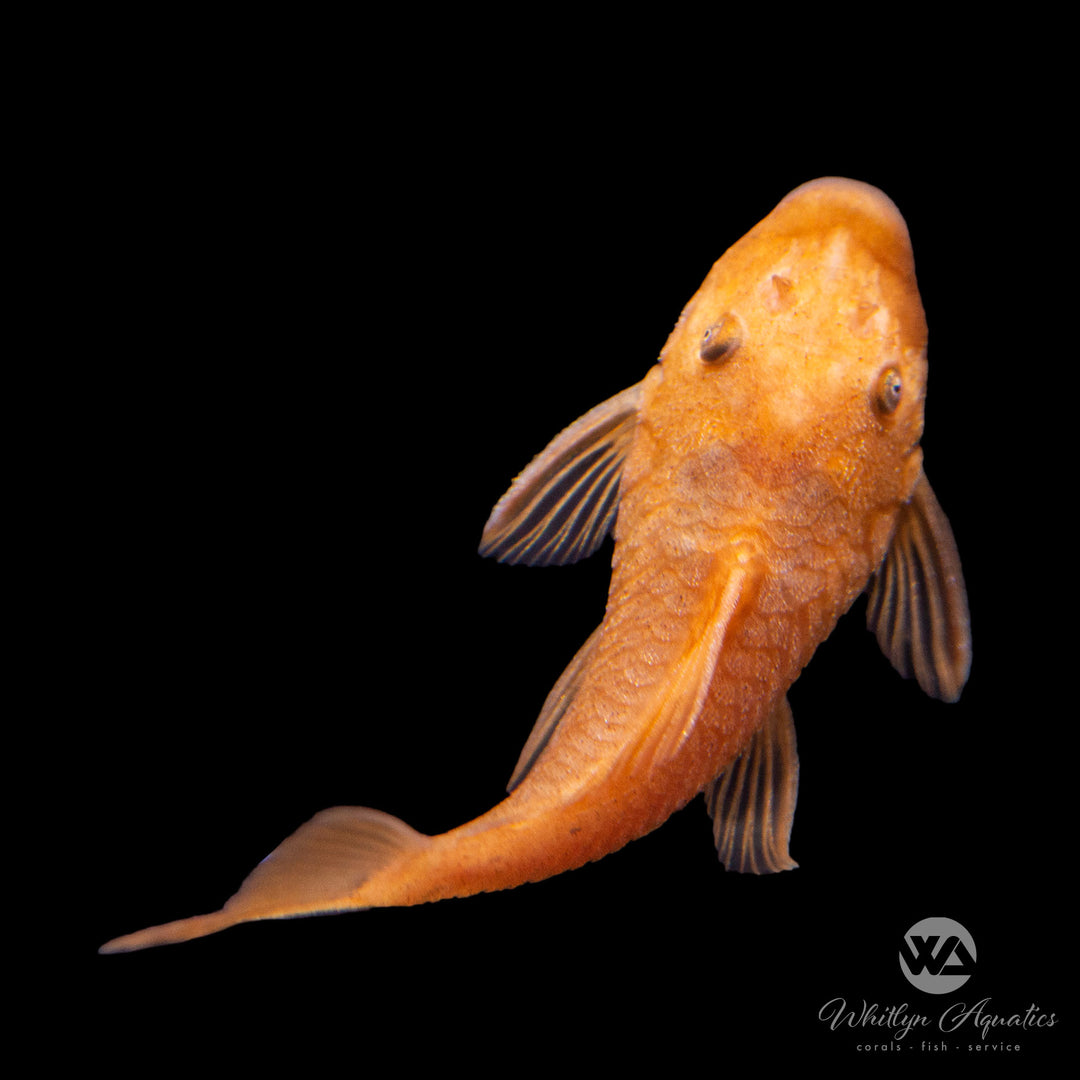 Red Bristlenose Pleco - Ancistrus cirrhosus