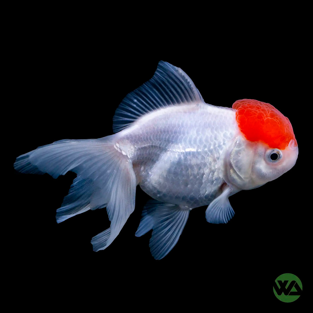 Red Cap Oranda Goldfish - Carassius auratus auratus
