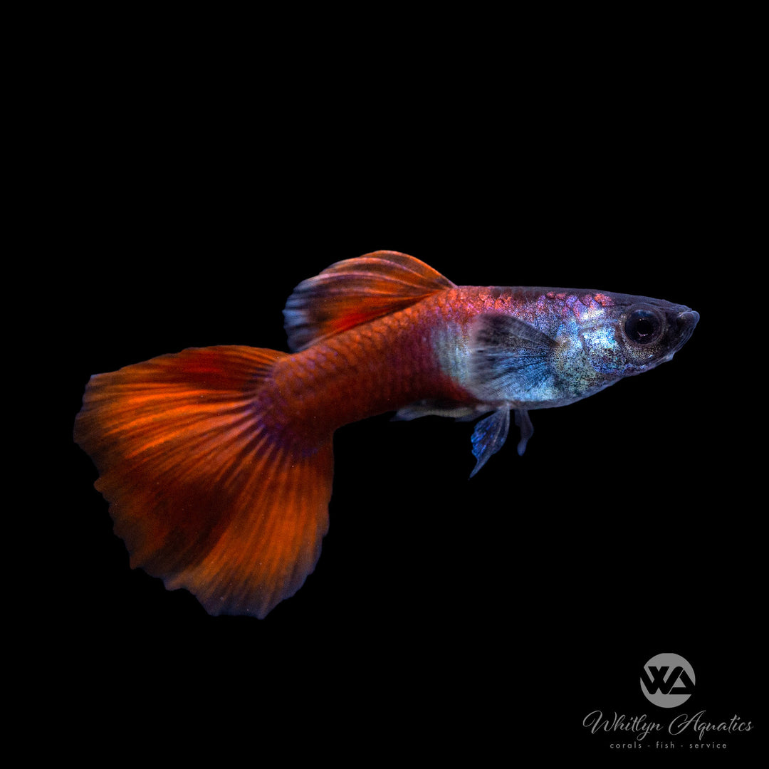 Chilli Red Guppy - Male