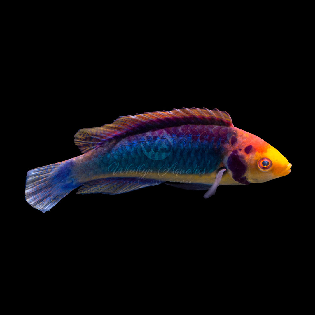Red Head Solon Fairy Wrasse