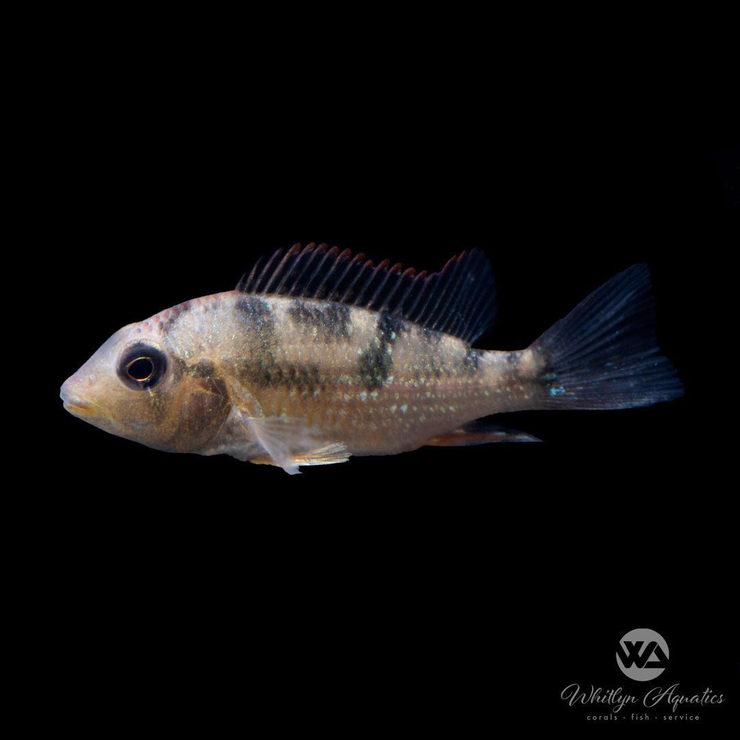 Red Hump Eartheater - Geophagus steindachneri