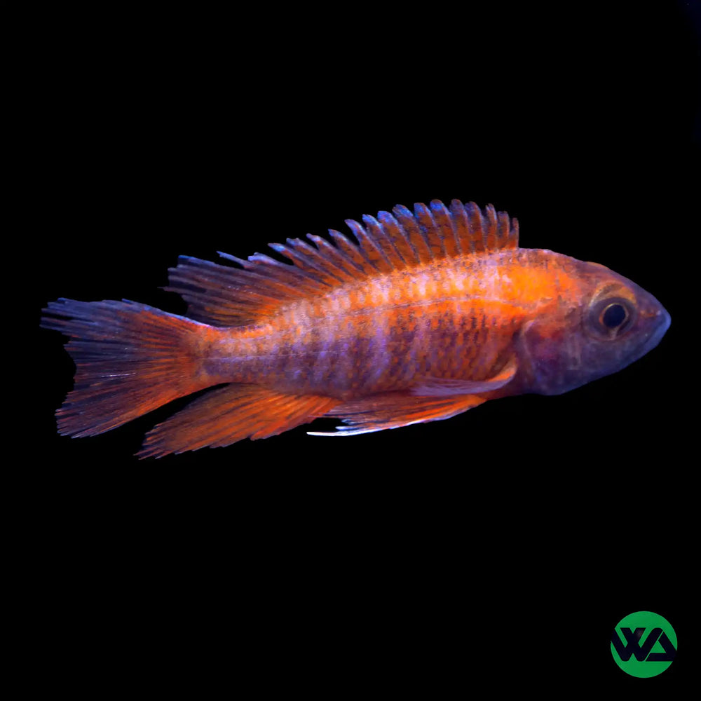 Red Jacob Peacock Cichlid