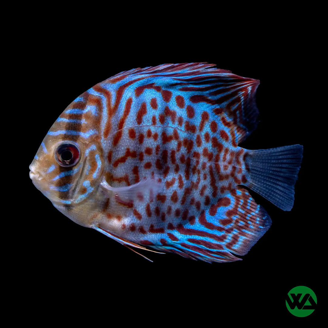 Red Leopard Discus - Symphysodon aequifasciatus