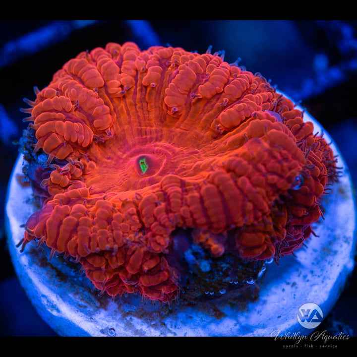 Red Menace Blastomussa Coral