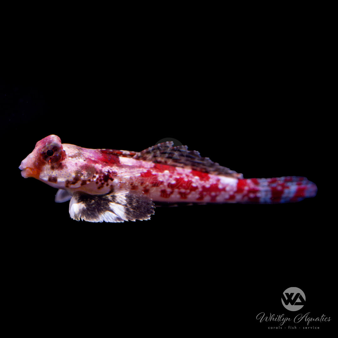 Red Scooter Blenny - Synchiropus stellatus