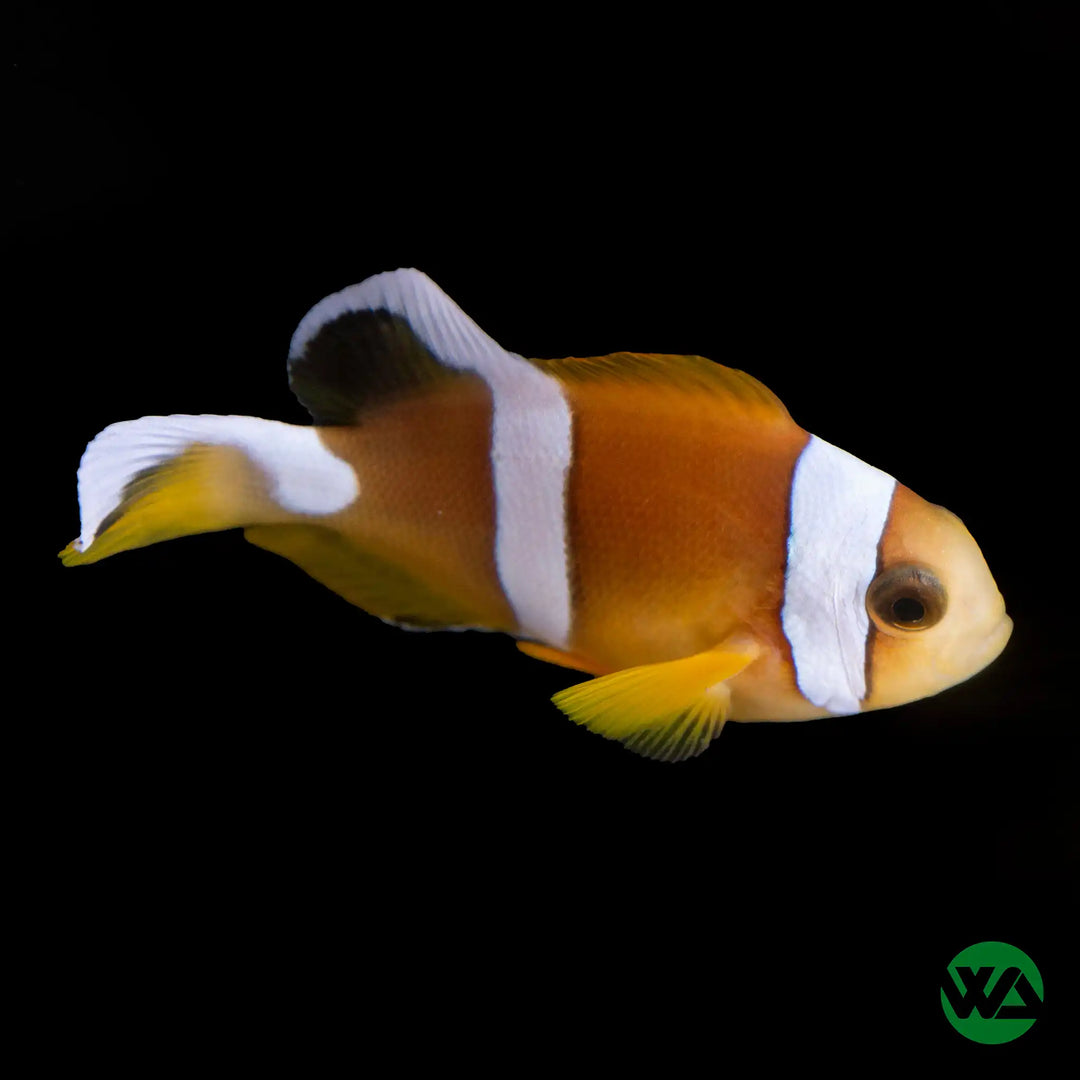 Red Sea Clownfish