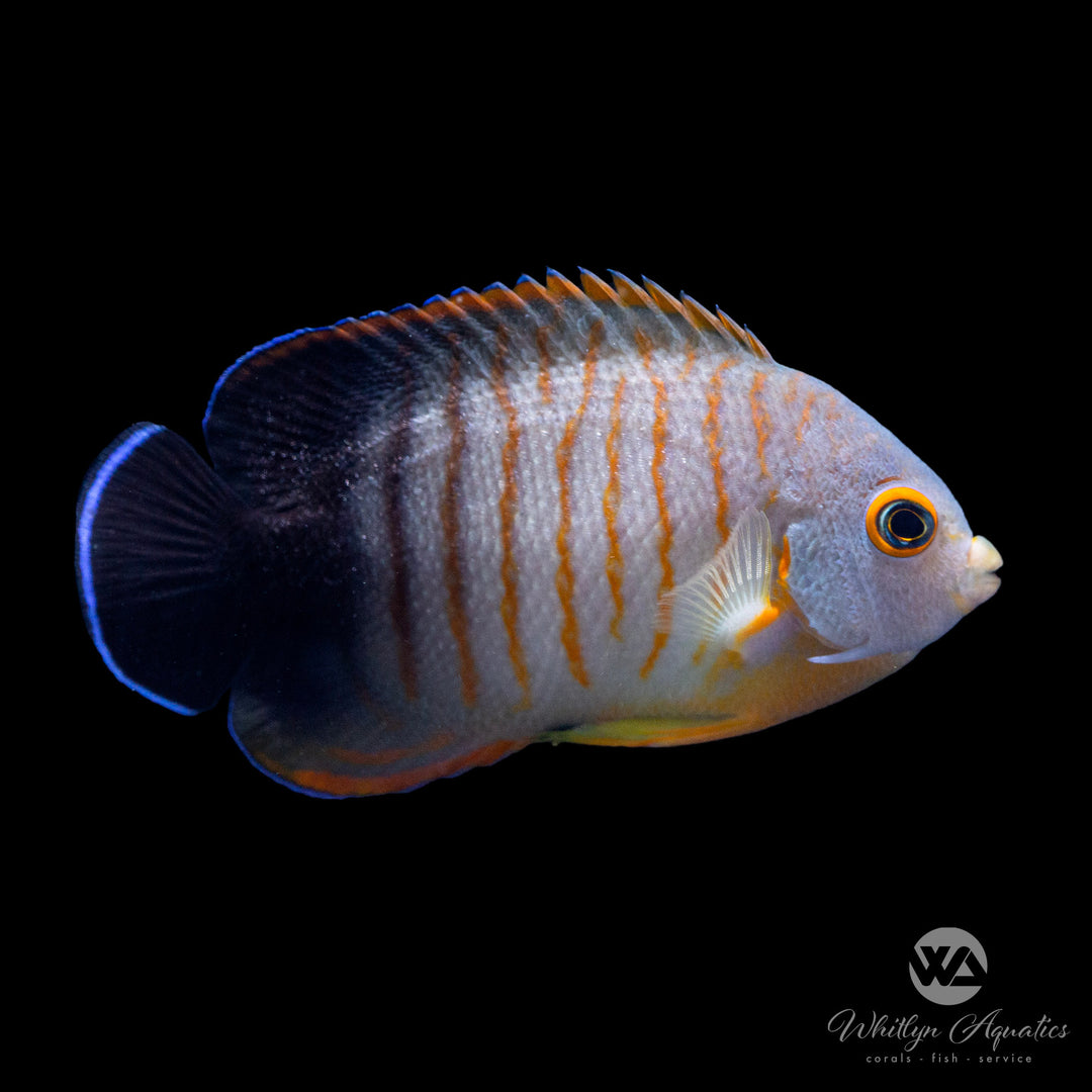 Red Stripe (Eibli) Angel - Centropyge eibli