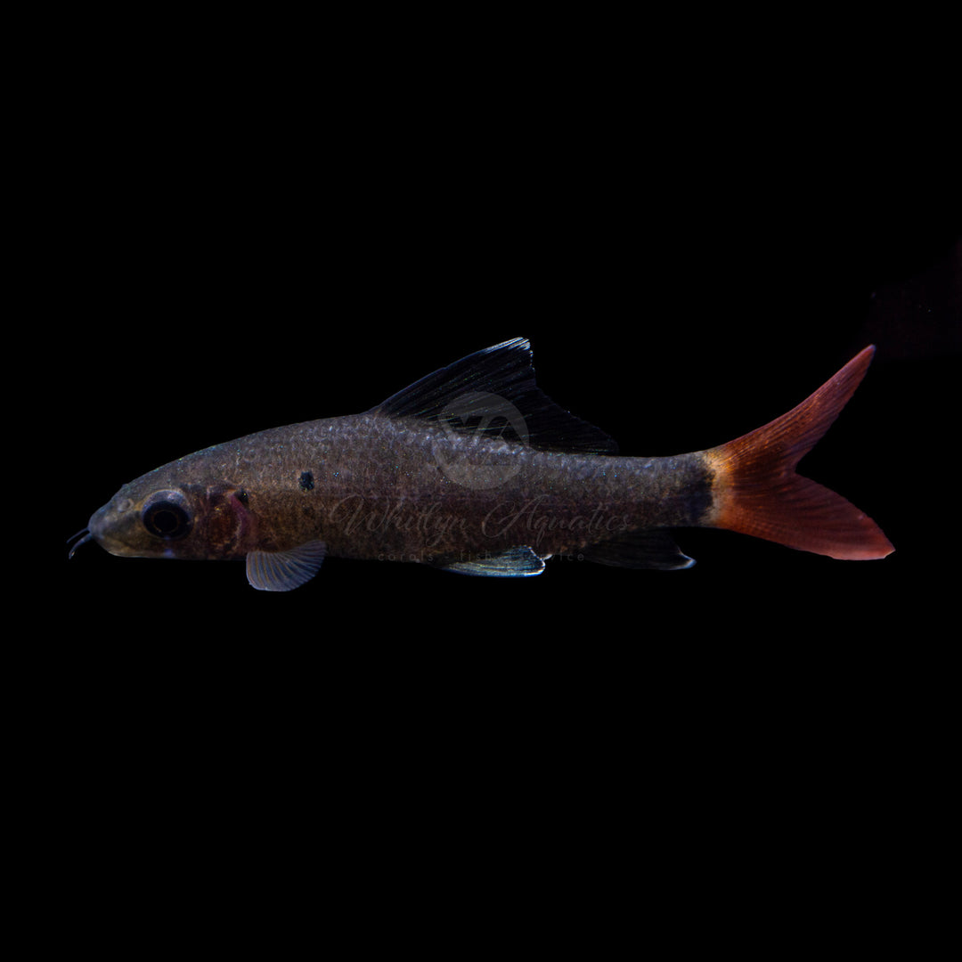 Red Tail Black Shark - Epalzeorhynchos