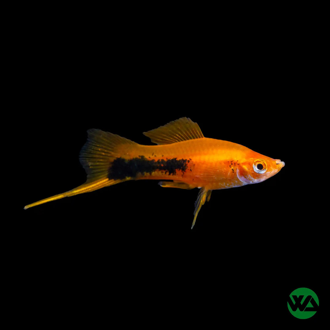 Red Tuxedo Swordtail - Xiphophorus helleri