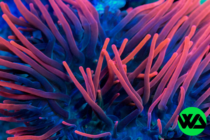 WA Fire RED Anemone, Anemone - Whitlyn Aquatics - Live Coral