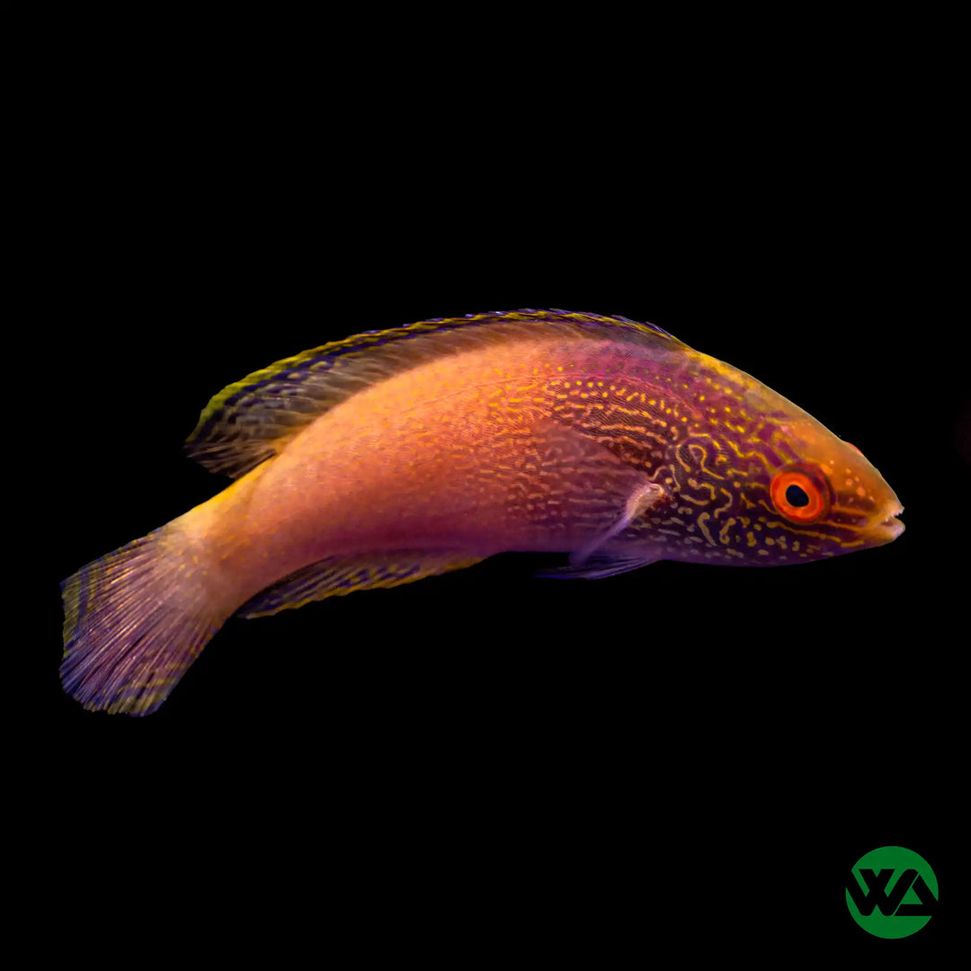 Rhomboid Wrasse