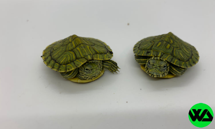 Rio Grande Red Sliders Turtle - Whitlyn Aquatics