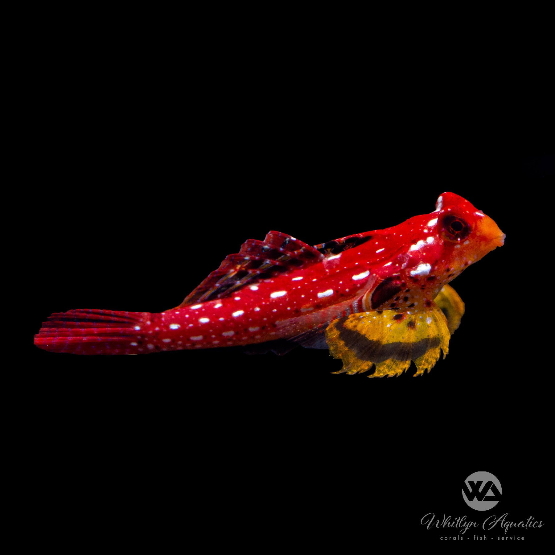 Ruby Red Dragonet - Synchiropus sycorax – Whitlyn Aquatics