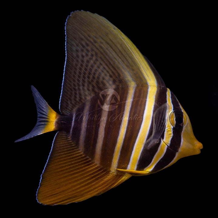 Sailfin Tang - Zebrasoma Veliferum Juvenile