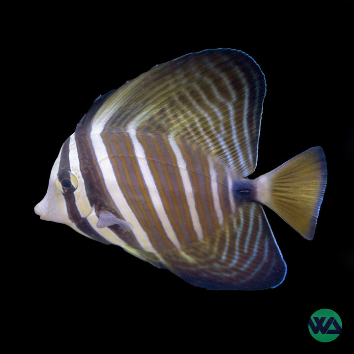 Sailfin Tang - Zebrasoma Veliferum Adult