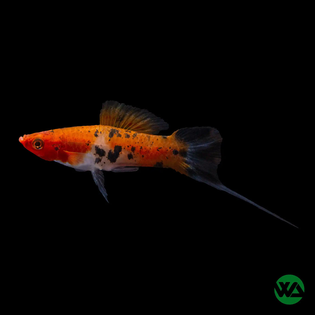 Sanke Koi Swordtail