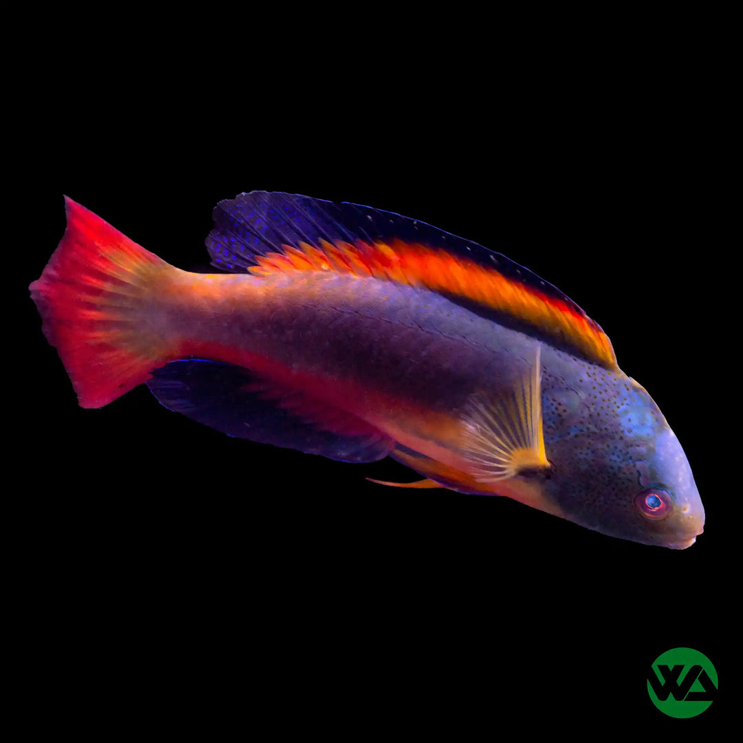 Scott's Fairy Wrasse