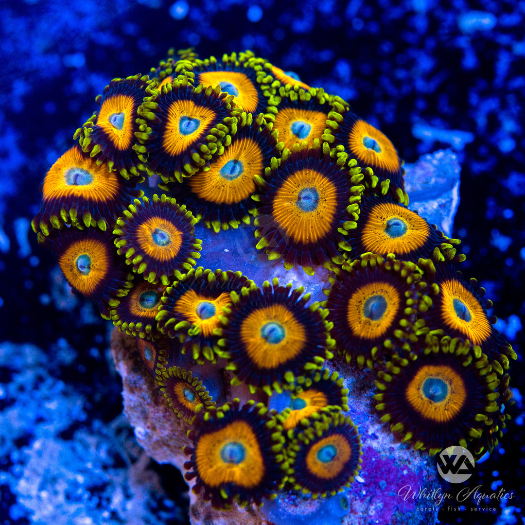 Scrambled Eggs Zoanthid (Aquacultured)