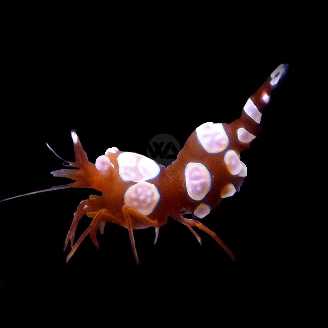 Sexy Shrimp - Thor amboinensis