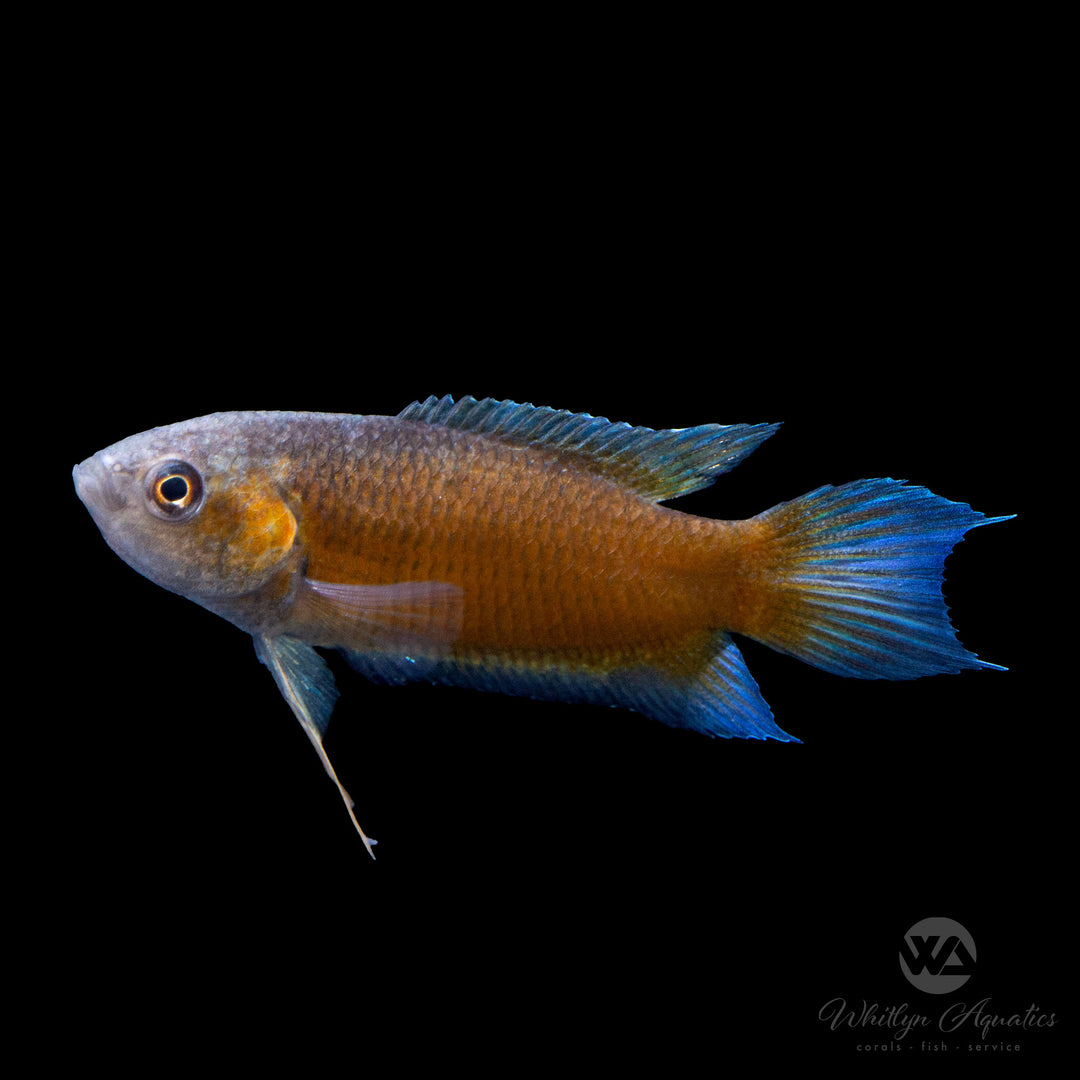Flame Paradise Fish - Macropodus opercularis