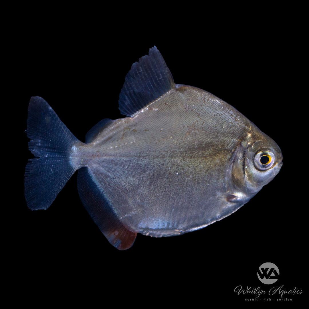 Silver Dollar - Myloplus rubripinnis