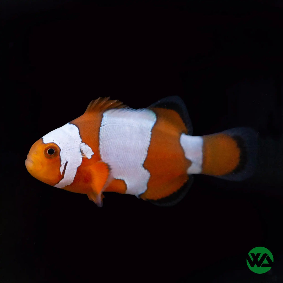 Hey Clay Ocean - Clownfish, Discus Fish, Eel – Dapper Mr Bear