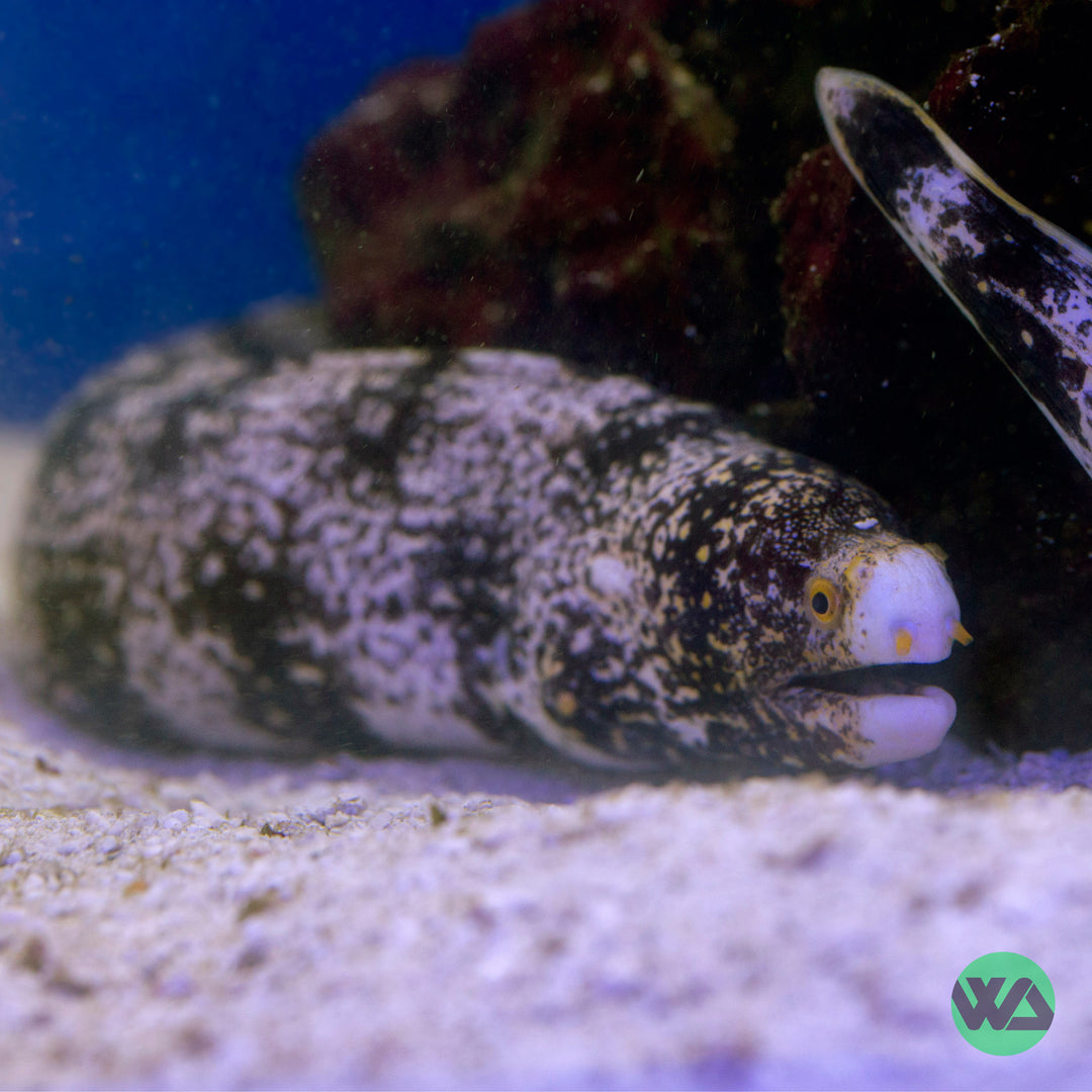 Snowflake Eel - Echidna nebulosa