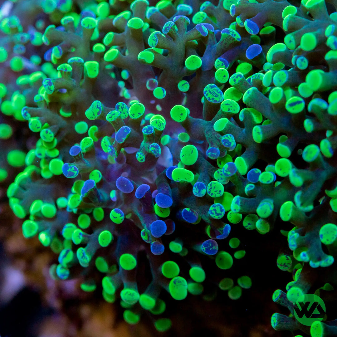 Splatter Frogspawn Coral