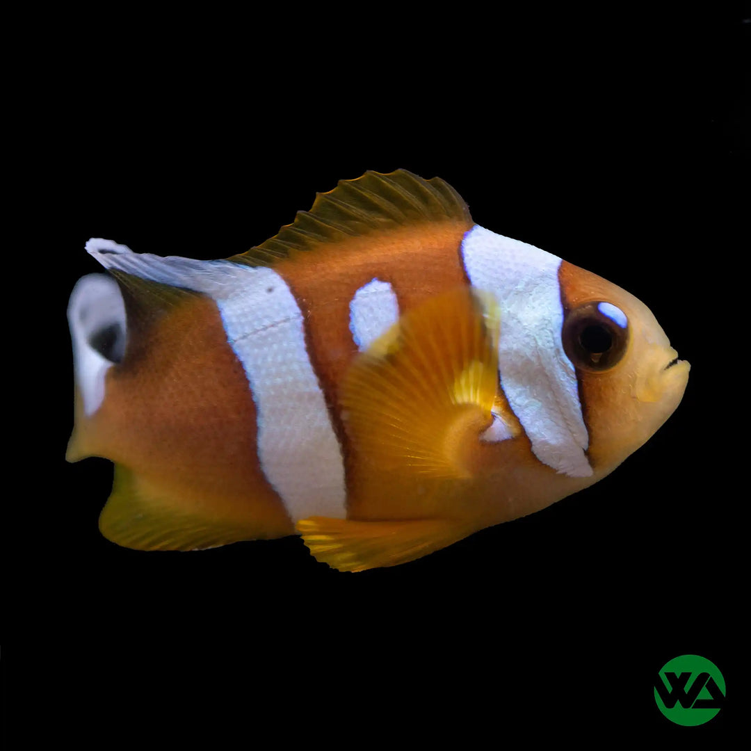 Spotcinctus Clownfish