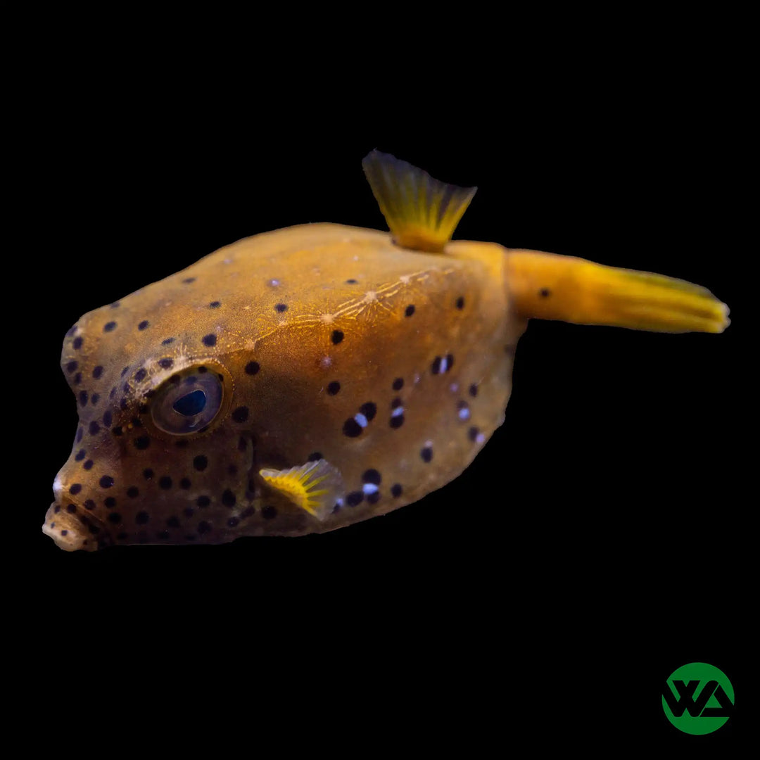 Spotted Boxfish