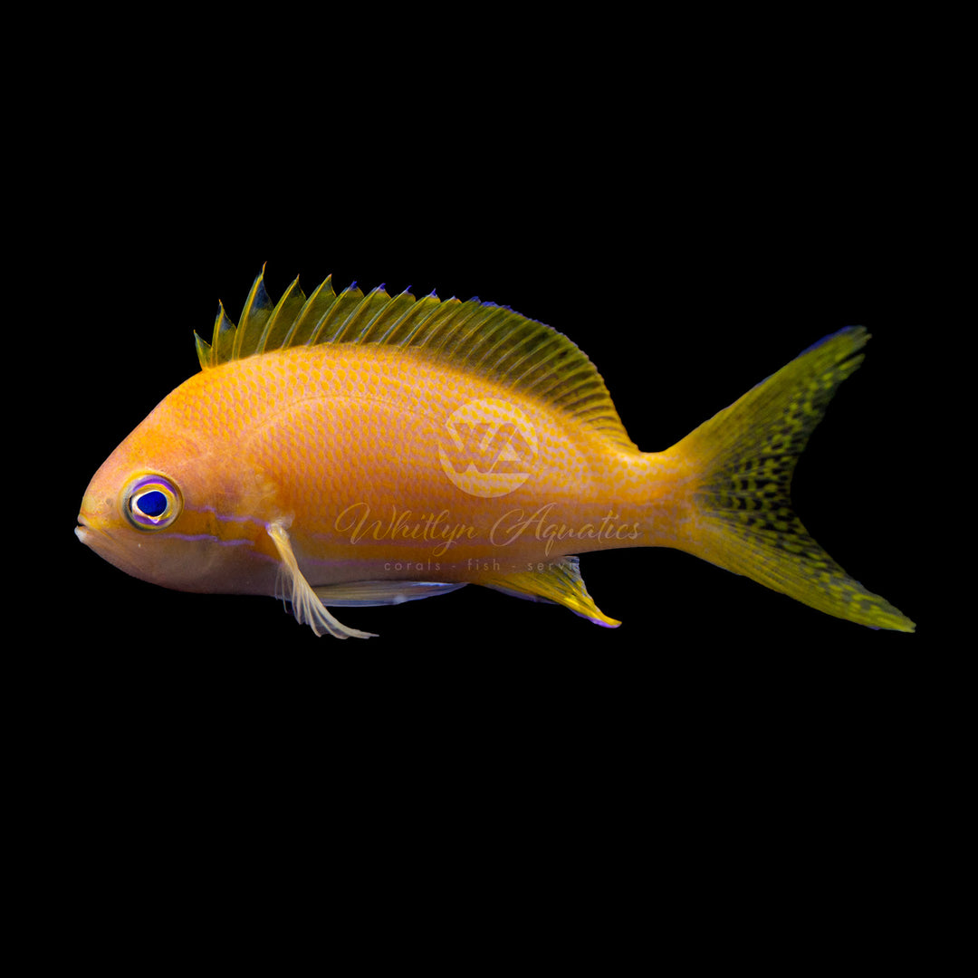 Square Anthias - Pseudanthias pleurotaenia