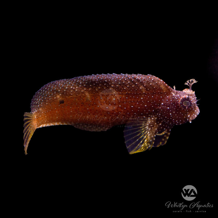 Starry Blenny - Salarias ramosus