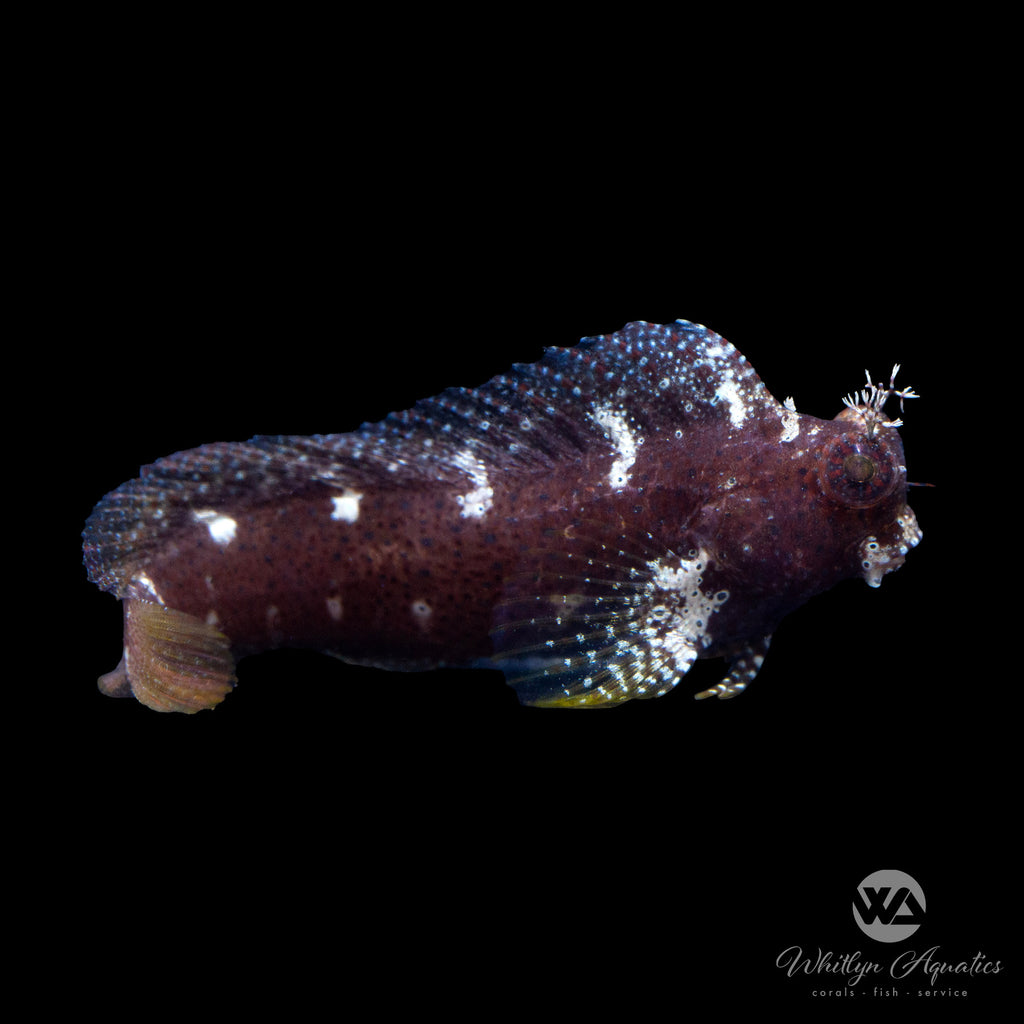 Starry Blenny Salarias ramosus Whitlyn Aquatics