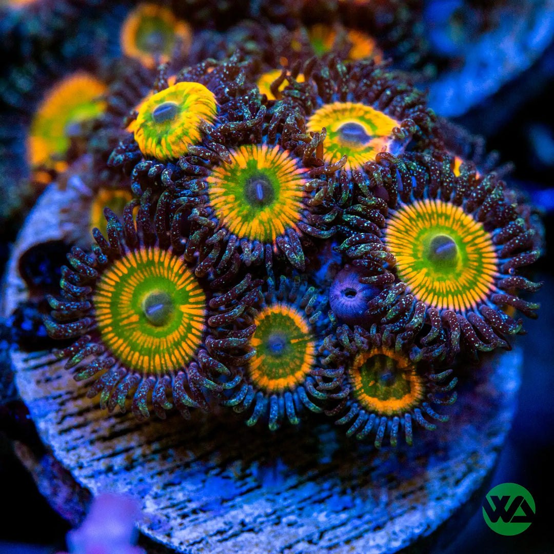 Sunny D Zoas