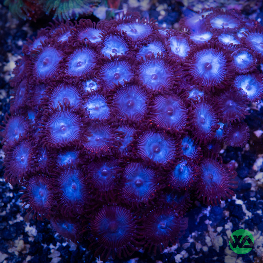 Superman Zoa (Aquacultured)