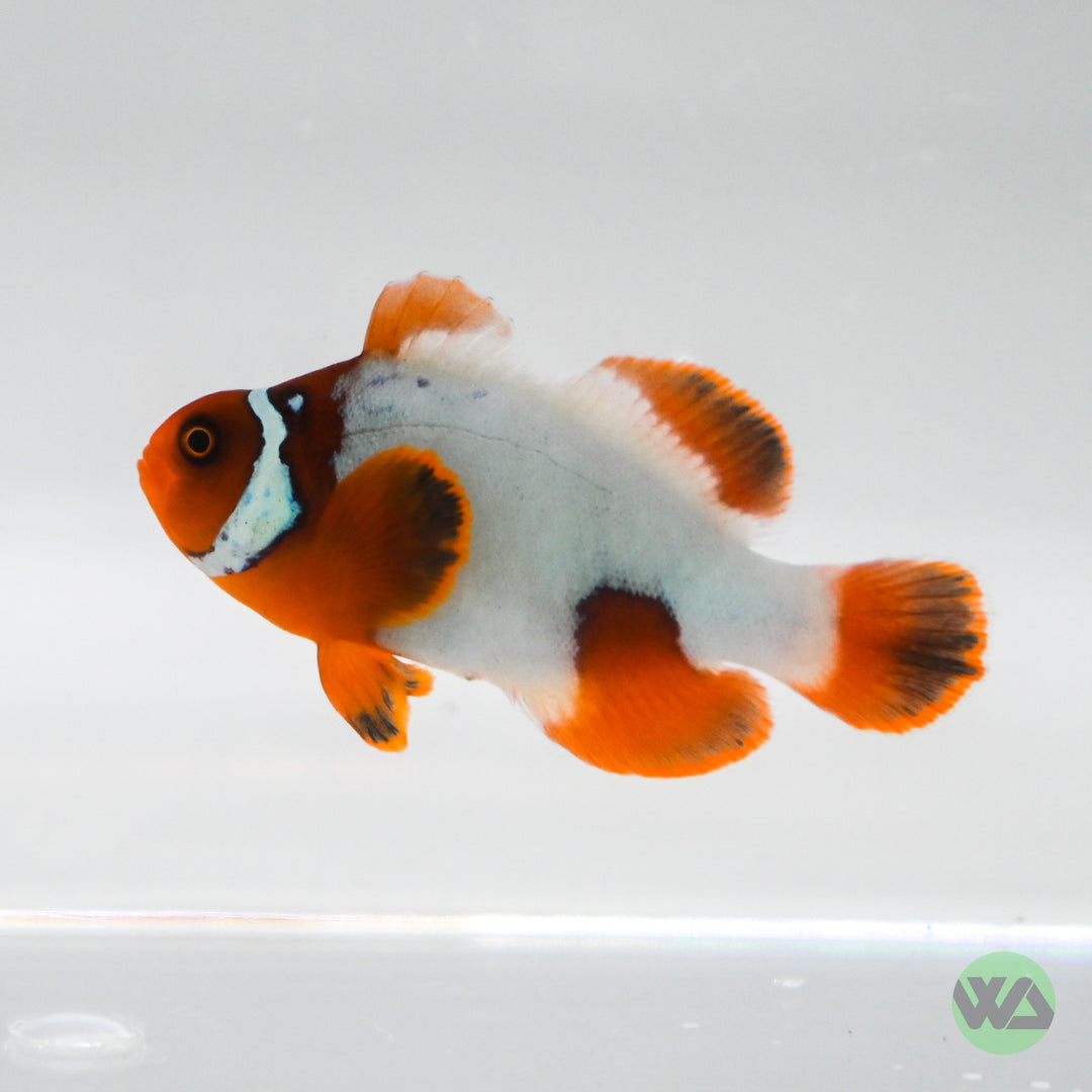 Thunder Maroon Clownfish - Premnas Biaculeatus