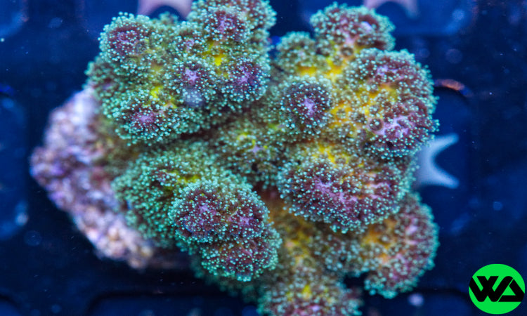 WA Tricolor Pocillopora, SPS - Whitlyn Aquatics - Live Coral
