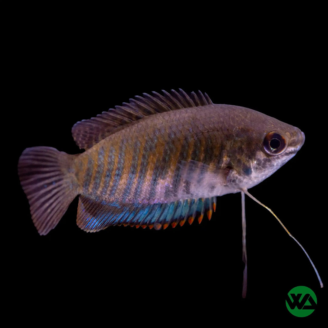 Thick Lipped Gourami