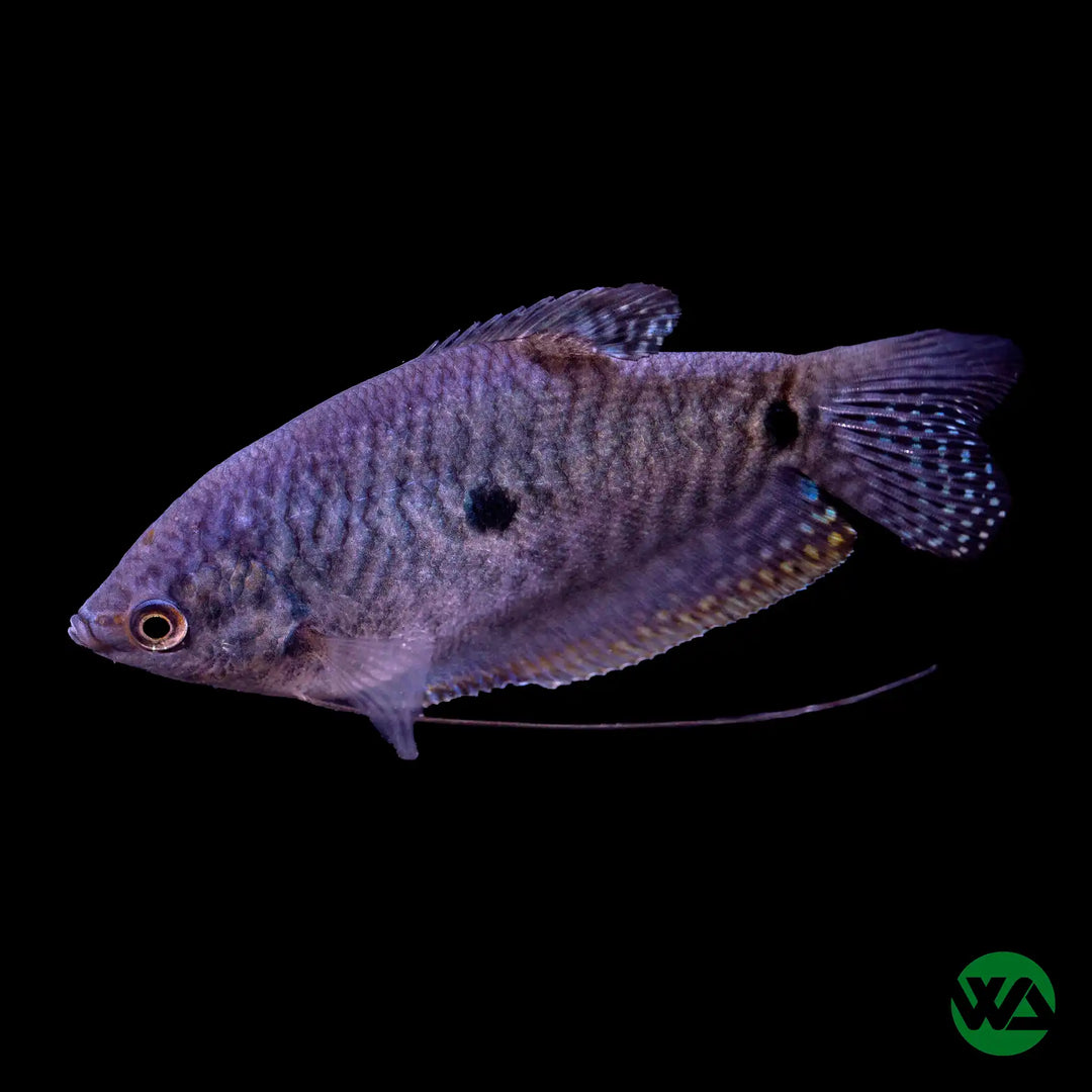 Three Spot Gourami