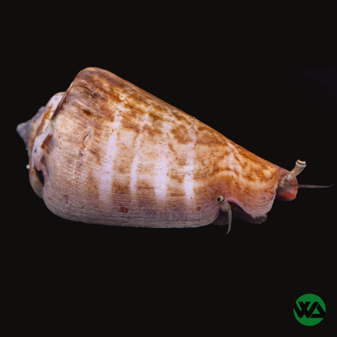 Tiger Conch - Strombus Sp.