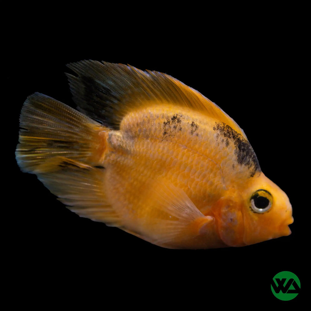 Tiger Parrot Cichlid