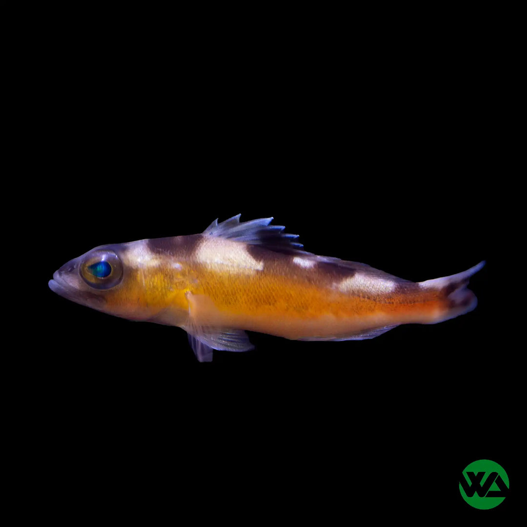 Tobacco Basslet