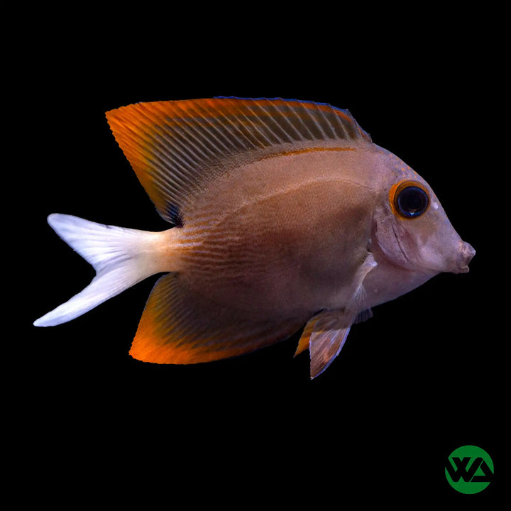 Tomini Tang - Ctenochaetus tomini