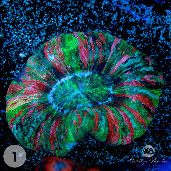 Rainbow Trachyphyllia Brain Coral - WYSIWYG
