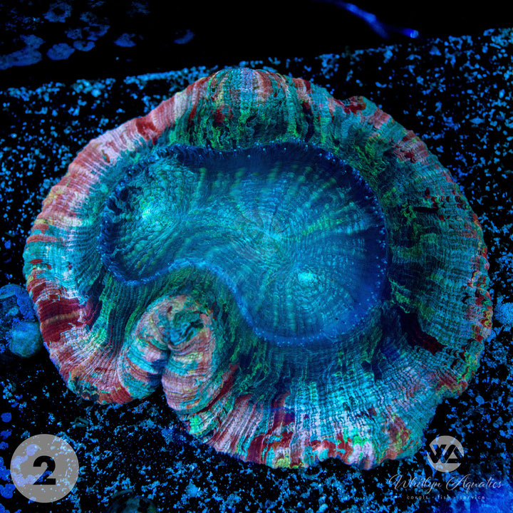 Rainbow Trachyphyllia Brain Coral - WYSIWYG