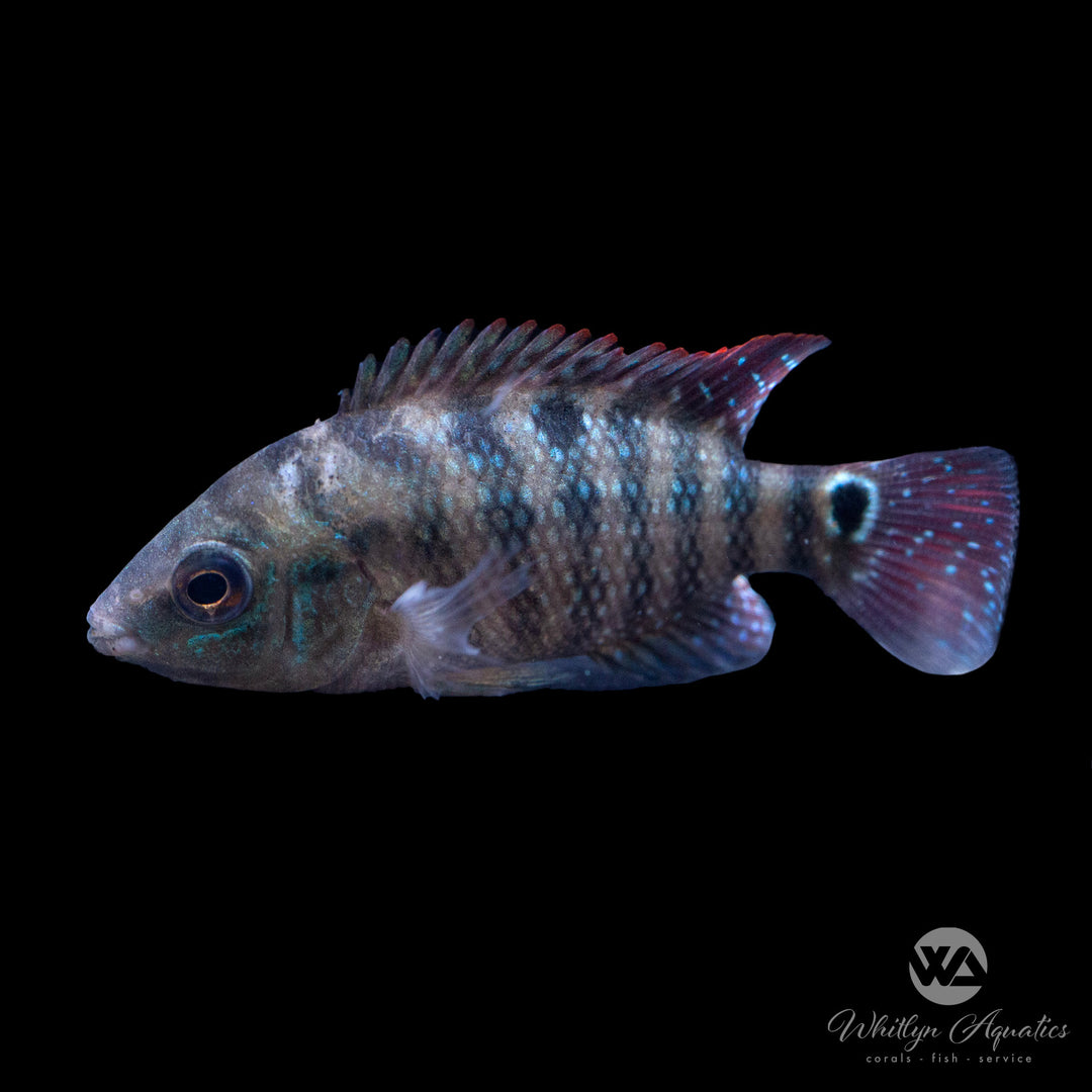 True Red Terror Cichlid - Cichlasoma festae