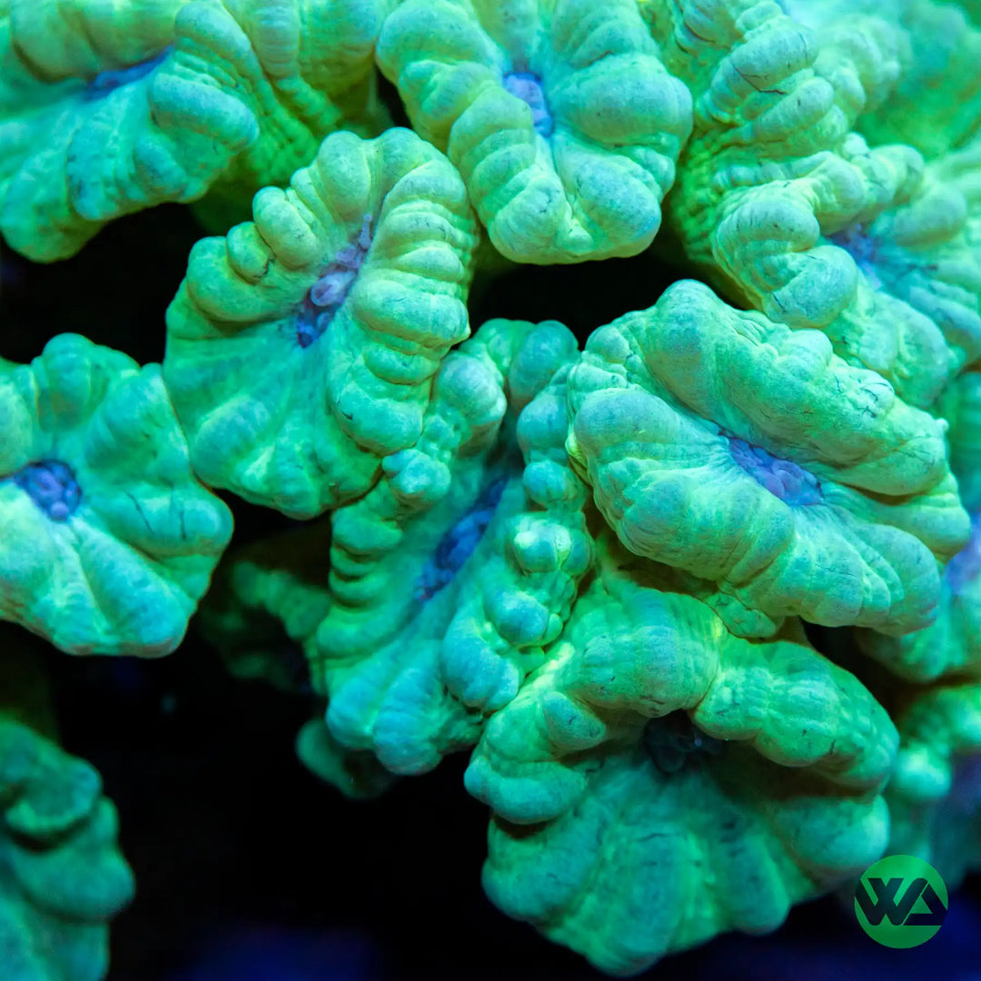 Trumpet Candy Cane Coral