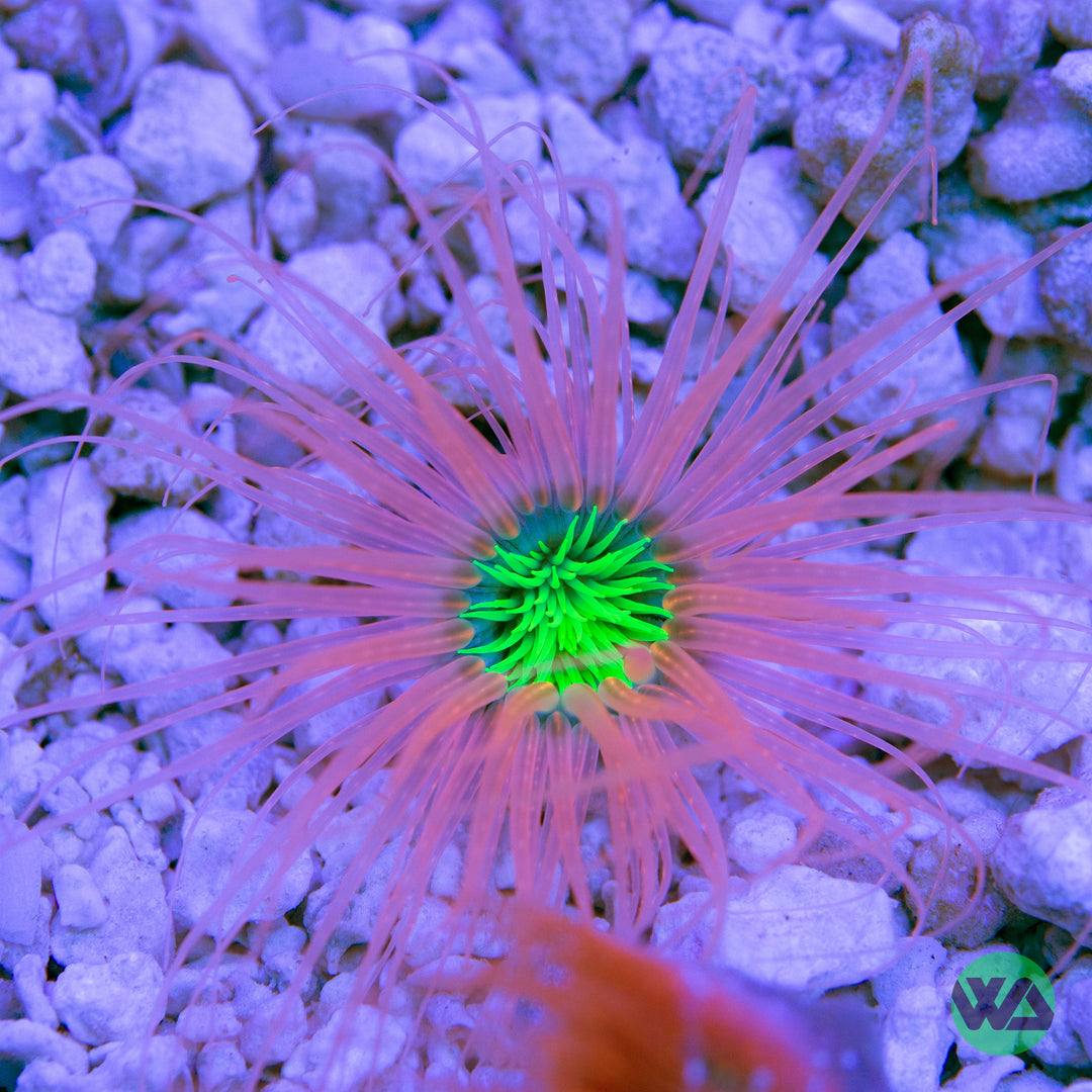 Neon Tube Anemone - Cerianthus membranaceus