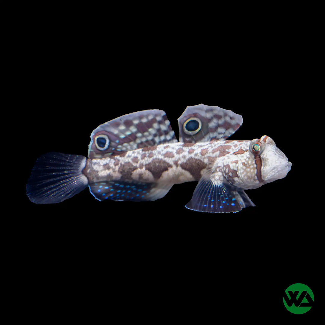 Two Spot Goby - Signigobius biocellatus